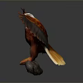 Flying Animal Eagle Spreading Wings Perched On Branch Red Brown Feathers White Head Yellow Talons