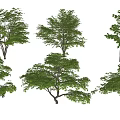 Multiple Arbor Trees Featuring Different Canopy Shapes And Lush Green Foliage 3d model