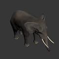 Gray Elephant Model With White Ivory Tusks Standing On Black Background