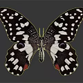 Black And White Spotted Butterfly With Red Accents Open Wings On Dark Background