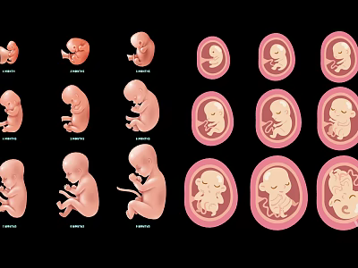 Educational Fetal Development Stages Wall Hanging Showing 6 8 10 Weeks Growth Stages 3d model