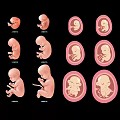 Educational Fetal Development Stages Wall Hanging Showing 6 8 10 Weeks Growth Stages