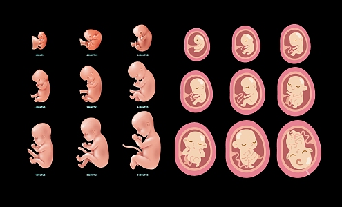 Cartoon fetal development and growth process stage October pregnancy diagram 3d model