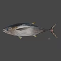 Fresh Whole Tuna Fish as Premium Seafood Ingredient for Culinary Dishes