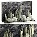 Stone Background Wall Decor With Various Cacti Arranged On Wooden Shelf 3d model