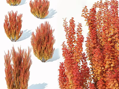 Showcasing Red and Orange Shrubs with Diverse Foliage Shapes and Growth Patterns 3d model