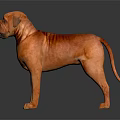 Reddish Orange Dogue de Bordeaux Standing on Black Background with Reflective Surface