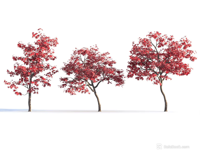 Three Trees with Lush Red Leaves and Graceful Branches Against White Background 3d model 
