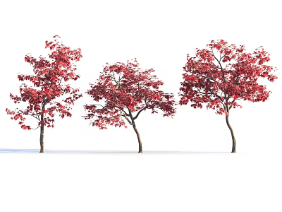 Three Trees with Lush Red Leaves and Graceful Branches Against White Background 3d model
