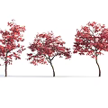 Three Trees with Lush Red Leaves and Graceful Branches Against White Background 3d model