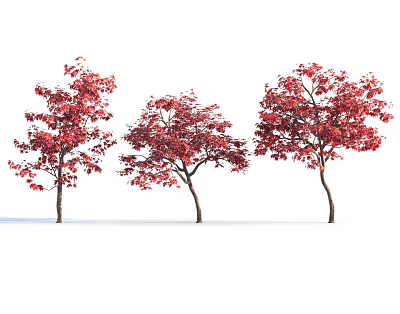 Three Trees with Lush Red Leaves and Graceful Branches Against White Background 3d model