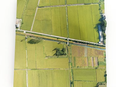 Aerial View Of Green Rice Fields With Neat Plots And Roads 3d model