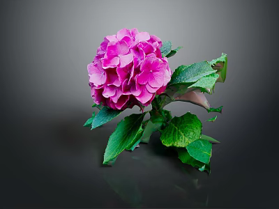 Vibrant Pink Blooming Hydrangea Plant With Lush Green Leaves On Dark Background 3d model