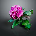 Vibrant Pink Blooming Hydrangea Plant With Lush Green Leaves On Dark Background