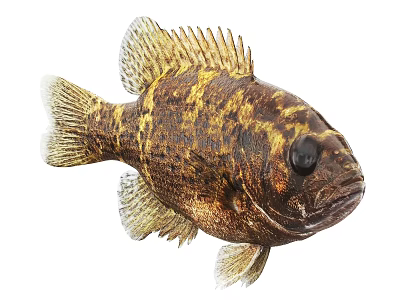Brown And Yellow Striped Aquatic Fish With Large Black Eyes And Fins 3d model