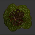 Green Potted Plant With Red Veined Leaves And Pink Flowers On White Lace Doily