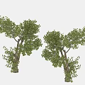 Two Green Leafy Trees With Thick Trunks And Lush Foliage 3d model