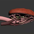 3D Rendered Human Brain Anatomical Structure Model with Detailed Layers