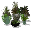 Varied Bonsai Potted Plants With Different Colorful Pots And Green Foliage