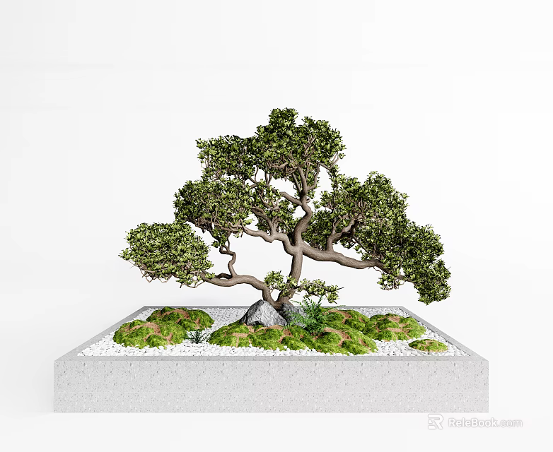 Bonsai Tree Featuring Curved Trunk Lush Foliage In Square Base With Moss And Small Stones 3d model 