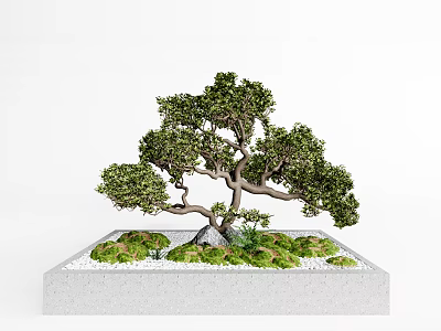 Bonsai Tree Featuring Curved Trunk Lush Foliage In Square Base With Moss And Small Stones 3d model