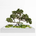 Bonsai Tree Featuring Curved Trunk Lush Foliage In Square Base With Moss And Small Stones
