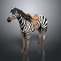 Realistic Black And White Striped Zebra Standing With Brown Saddle On Gray Background