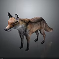 Realistic Red Fox With Orange And White Fur Standing On Grey Background Showing Detailed Texture