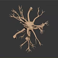 Highly Detailed 3D Rendered Medical Anatomical Neuron Model For Educational Training