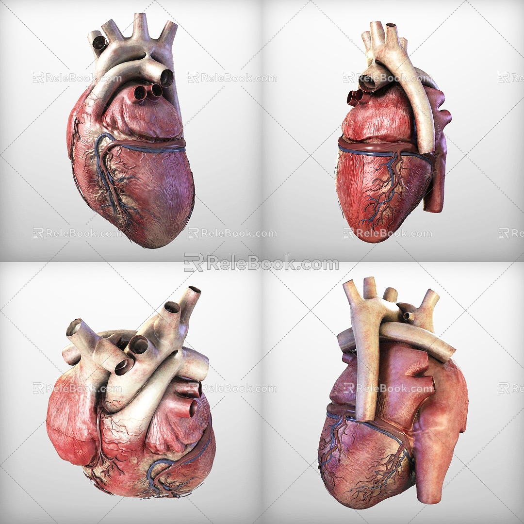 Human Heart Medical Equipment Cardiac Great Vein Artery Medical Heart Equipment Human Organs 3d model