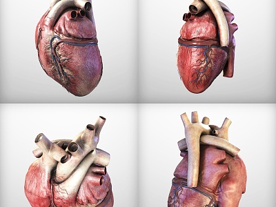 Human Heart Medical Equipment Cardiac Great Vein Artery Medical Heart Equipment Human Organs 3d model