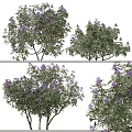 Arbor With Vibrant Purple Flowers Green Leaves And Multiple Views