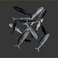 School of Silver Blue Fish Swimming in Dynamic Arrangement on Dark Background