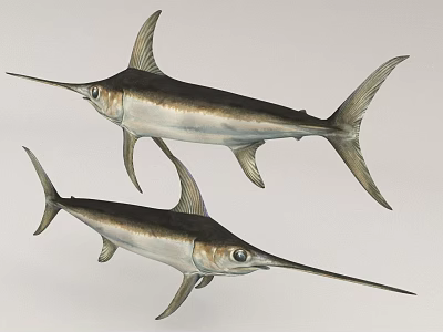 Two Marlins Swimming With Streamlined Bodies Long Bills And Dorsal Fins 3d model