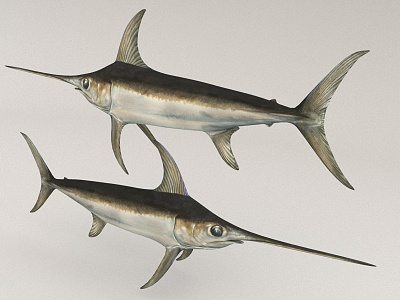 marine fish tuna model