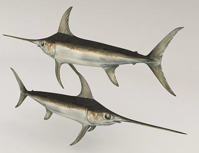 Two Marlins Swimming With Streamlined Bodies Long Bills And Dorsal Fins 3d model Two Marlins Swimming With Streamlined Bodies Long Bills And Dorsal Fins 3d model
