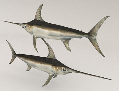 marine fish tuna 3d model