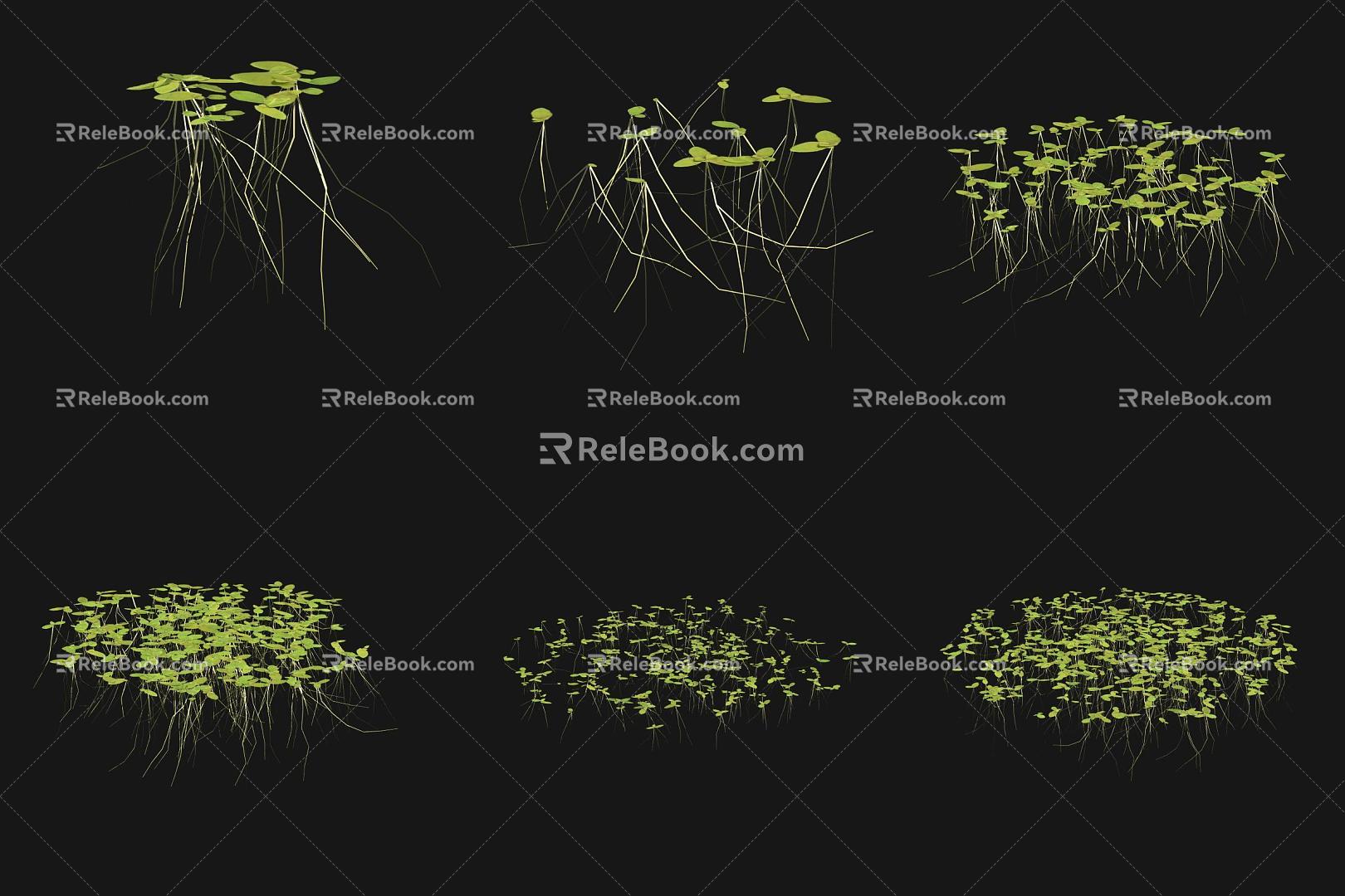 Duckweed Aquatic Plant 3d model