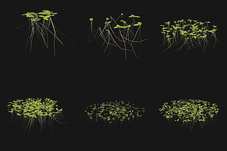 Duckweed Aquatic Plant 3d model
