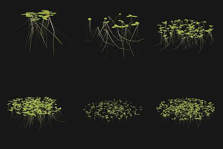 Duckweed Aquatic Plant 3d model