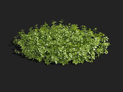 Lush Green Aquatic Plants With Dense Small Leaves And Natural Growth 3d model