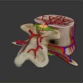 3D Rendered Limb Organ Anatomical Structure With Blood Vessels And Nerves