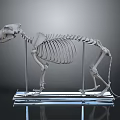 Detailed Animal Skeleton Display With Anatomical Organ Structure On Transparent Stand