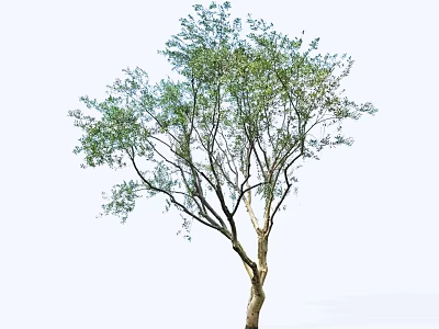 Tall Arbor With Thick Trunk And Lush Green Foliage Against Light Background 3d model