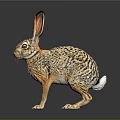 Realistic Spotted Hare With Long Ears Standing On Shiny Surface Against Gray Background