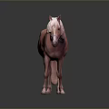 Light Pink Horse Standing Against Dark Background With Reflective Surface And Bridle