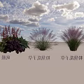 Colorful Shrub Collection Featuring Pink Muhly Grass Purple Muhly Grass and Heuchera Plants