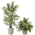 Lush Decorative Potted Bonsai Plants With Green Foliage For Indoor Decor