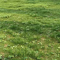 Vibrant Flower Meadow With Yellow Purple Flowers Green Grass And Lush Plants
