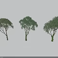 Three Decorative Bonsai Trees with Different Trunk Shapes and Lush Foliage Against Simple Gray Background